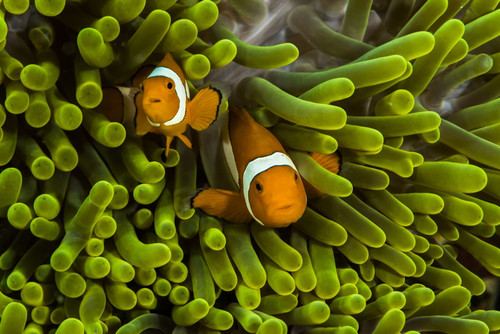 False clown anemonefish hide in their anemone Poster Print by Jennifer Idol/Stocktrek Images - Item # VARPSTJDL400256U