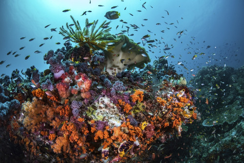 Orange corals and fish cover a reef in Raja Ampat, Indonesia Poster Print by Brook Peterson/Stocktrek Images - Item # VARPSTBRP400088U