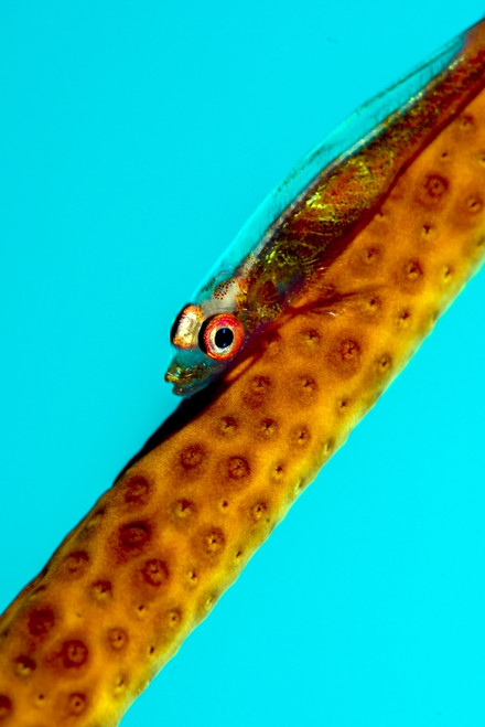 Large whip coral goby, New Ireland, Papua New Guinea Poster Print by Bruce Shafer/Stocktrek Images - Item # VARPSTBRU400187U
