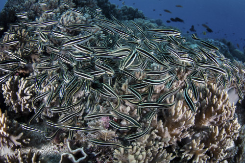 A school of striped eel catfish swarms over a reef searching for food Poster Print by Ethan Daniels/Stocktrek Images - Item # VARPSTETH401304U