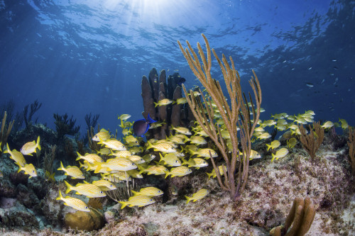 Fish schooling over a Caribbean reef, Grand Bahama, Bahamas Poster Print by Brook Peterson/Stocktrek Images - Item # VARPSTBRP400236U