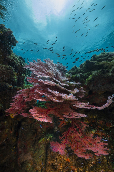 Coral reef in Raja Ampat, Indonesia Poster Print by Jennifer Idol/Stocktrek Images - Item # VARPSTJDL400265U