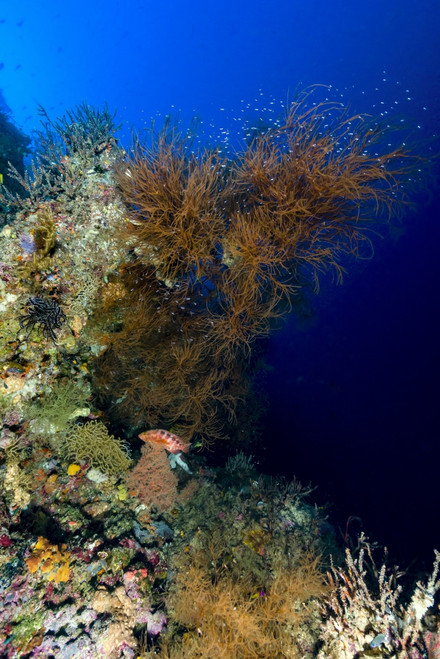 Reef scene, New Ireland, Papua New Guinea Poster Print by Bruce Shafer/Stocktrek Images - Item # VARPSTBRU400206U
