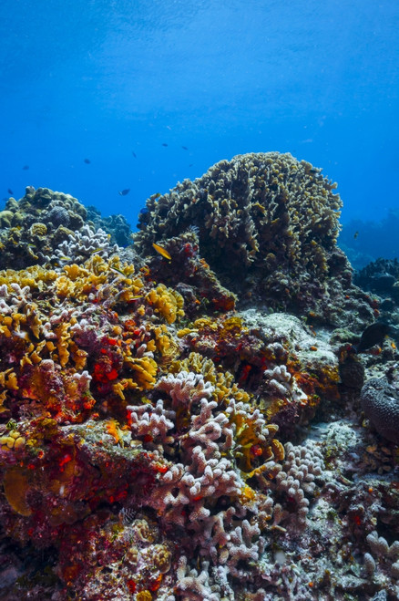 Coral reef in Caribbean blue water, Cozumel, Mexico Poster Print by Jennifer Idol/Stocktrek Images - Item # VARPSTJDL400050U