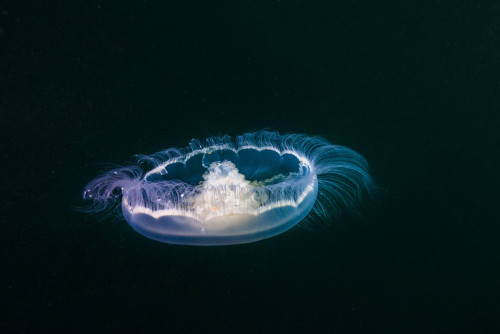 Moon jellyfish Poster Print by Jennifer Idol/Stocktrek Images - Item # VARPSTJDL400170U