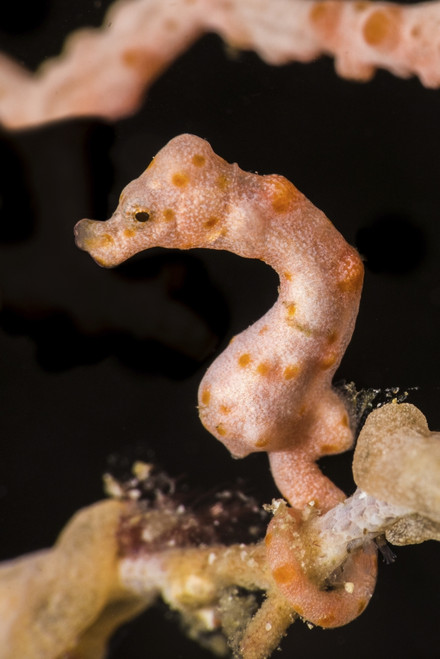 Denise's pygmy seahorse, Raja Ampat, Indonesia Poster Print by Brook Peterson/Stocktrek Images - Item # VARPSTBRP400091U