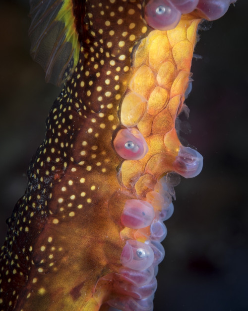 Weedy sea dragon with eggs, Tasmania, Australia Poster Print by Brandi Mueller/Stocktrek Images - Item # VARPSTBMU400192U