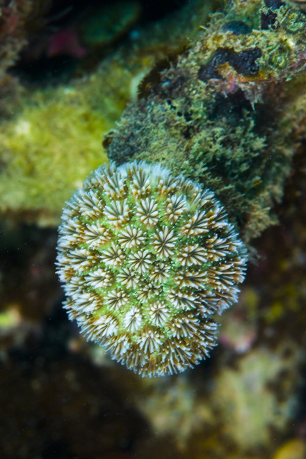 Macro view of coral in Malaysia Poster Print by Jennifer Idol/Stocktrek Images - Item # VARPSTJDL400229U