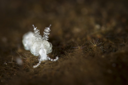 A very small nudibranch, Tulamben, Bali, Indonesia Poster Print by Brook Peterson/Stocktrek Images - Item # VARPSTBRP400124U