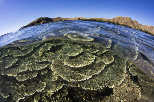 A beautiful and fragile coral reef grows in Komodo National Park, Indonesia Poster Print by Ethan Daniels/Stocktrek Images - Item # VARPSTETH401122U