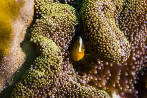 Orange anemonefish in Tioman Island, Malaysia Poster Print by Jennifer Idol/Stocktrek Images - Item # VARPSTJDL400231U