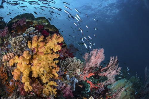 Coral reef with schools of fish, Raja Ampat, Indonesia Poster Print by Brook Peterson/Stocktrek Images - Item # VARPSTBRP400076U