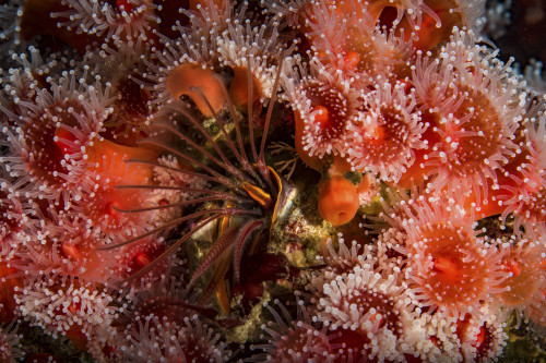 Strawberry anemones surround a barnacle, Monterey, Central California Poster Print by Brook Peterson/Stocktrek Images - Item # VARPSTBRP400005U