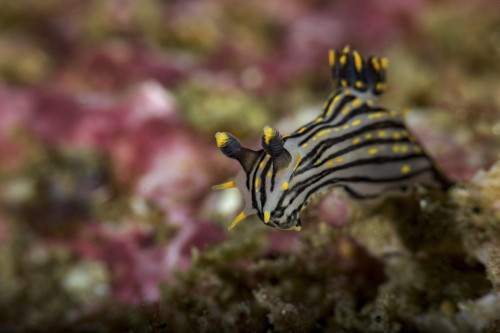 Polycera atra nudibranch in natural history, Southern California Poster Print by Brook Peterson/Stocktrek Images - Item # VARPSTBRP400004U