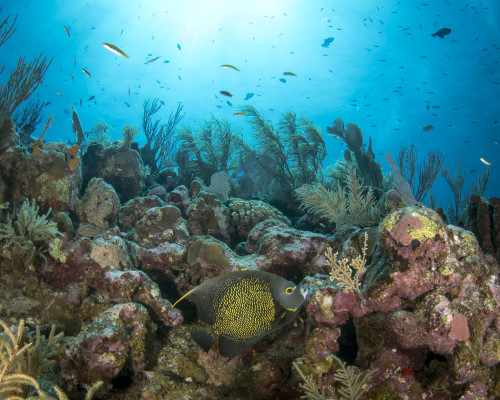 French angelfish on a reef in Roatan, Honduras Poster Print by Brandi Mueller/Stocktrek Images - Item # VARPSTBMU400230U