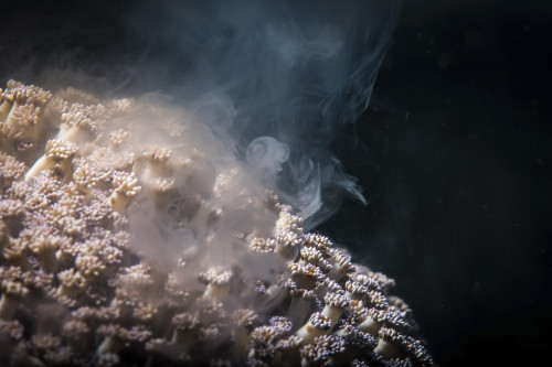 A soft coral spawning, Anilao, Philippines Poster Print by Brook Peterson/Stocktrek Images - Item # VARPSTBRP400151U