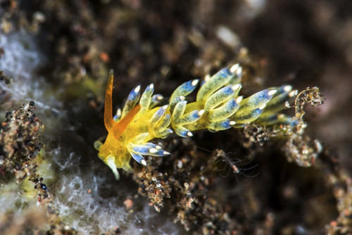 A Cuthona nudibranch, Tulamben, Bali, Indonesia Poster Print by Brook Peterson/Stocktrek Images - Item # VARPSTBRP400130U