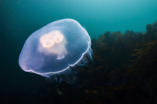 Moon jellyfish Poster Print by Jennifer Idol/Stocktrek Images - Item # VARPSTJDL400169U