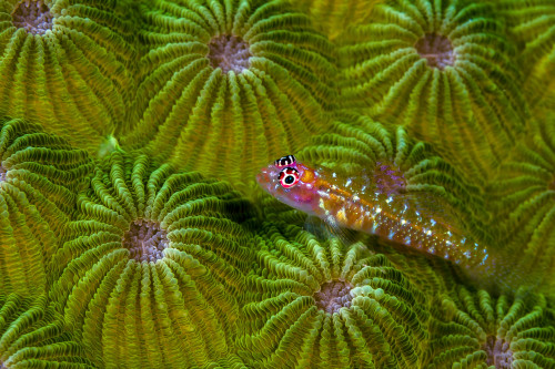 A pygmy goby, New Ireland, Papua New Guinea Poster Print by Bruce Shafer/Stocktrek Images - Item # VARPSTBRU400193U