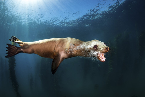 A sea lion blows bubbles as it passes by Poster Print by Brook Peterson/Stocktrek Images - Item # VARPSTBRP400025U