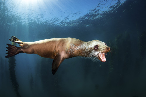 A sea lion blows bubbles as it passes by Poster Print by Brook Peterson/Stocktrek Images - Item # VARPSTBRP400025U