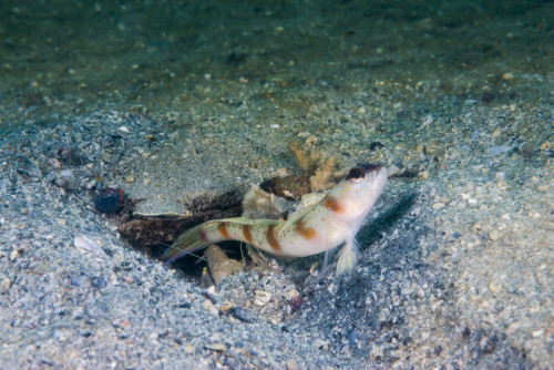 Red-margin shrimpgoby in Malaysia Poster Print by Jennifer Idol/Stocktrek Images - Item # VARPSTJDL400235U