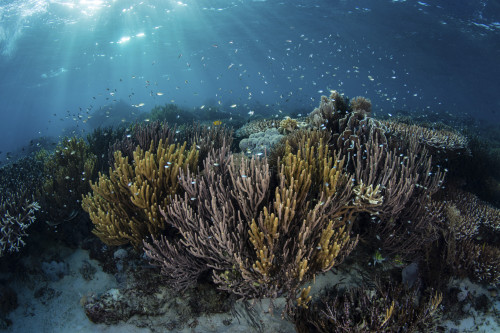 A beautiful and fragile coral reef grows in Komodo National Park, Indonesia Poster Print by Ethan Daniels/Stocktrek Images - Item # VARPSTETH401101U