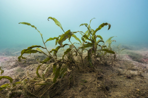 Vegetation in Lake Murray, Oklahoma Poster Print by Jennifer Idol/Stocktrek Images - Item # VARPSTJDL400031U