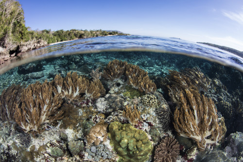 A beautiful coral reef thrives in shallow water in the Lesser Sunda Islands Poster Print by Ethan Daniels/Stocktrek Images - Item # VARPSTETH401257U