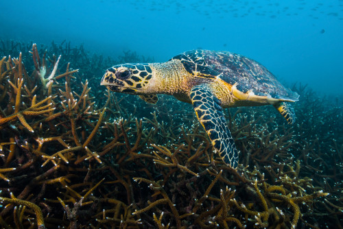 Hawksbille sea turtle in Malaysia Poster Print by Jennifer Idol/Stocktrek Images - Item # VARPSTJDL400219U
