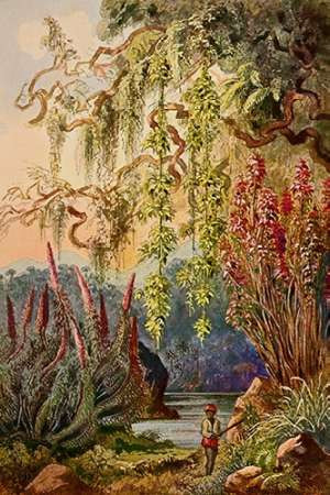 Nillu-Busche und Hangebambusen Hochland von Ceylon Poster Print by Ernst Haeckel - Item # VARPDX458691