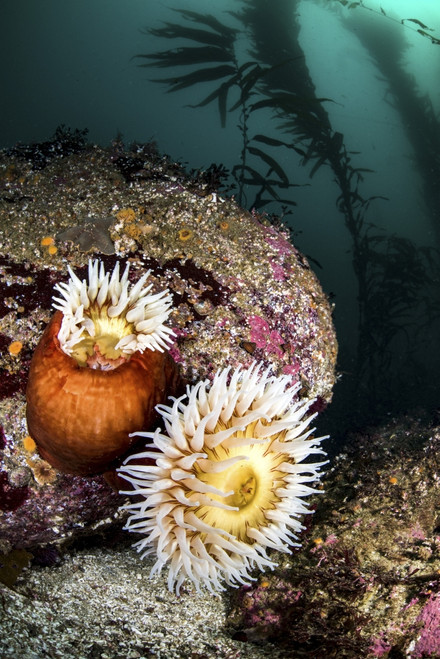 Anemone's and kelp, Monterey, Central California Poster Print by Brook Peterson/Stocktrek Images - Item # VARPSTBRP400008U