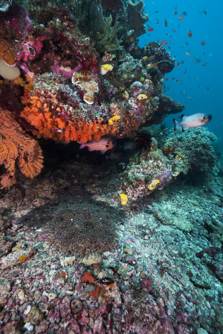 Coral reef in Raja Ampat, Indonesia Poster Print by Jennifer Idol/Stocktrek Images - Item # VARPSTJDL400261U