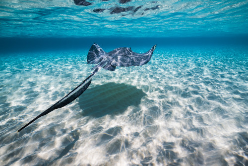 Southern stingrays on the sandbar in Grand Cayman, Cayman Islands Poster Print by Jennifer Idol/Stocktrek Images - Item # VARPSTJDL400131U
