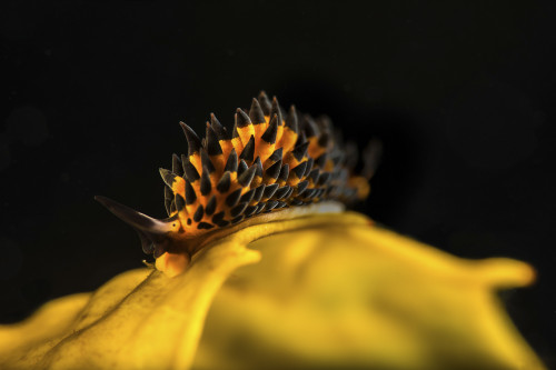 A tiny and rare Placida brookae nudibranch at Anacapa Island, California Poster Print by Brook Peterson/Stocktrek Images - Item # VARPSTBRP400110U