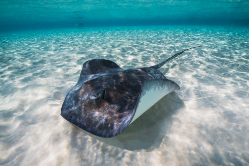 Southern stingray on the sandbar in Grand Cayman, Cayman Islands Poster Print by Jennifer Idol/Stocktrek Images - Item # VARPSTJDL400155U