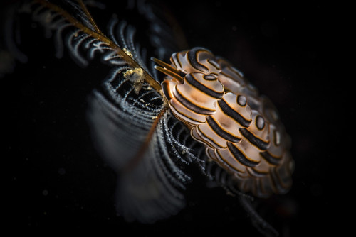 A donut nudibranch, Tulamben, Bali, Indonesia Poster Print by Brook Peterson/Stocktrek Images - Item # VARPSTBRP400135U