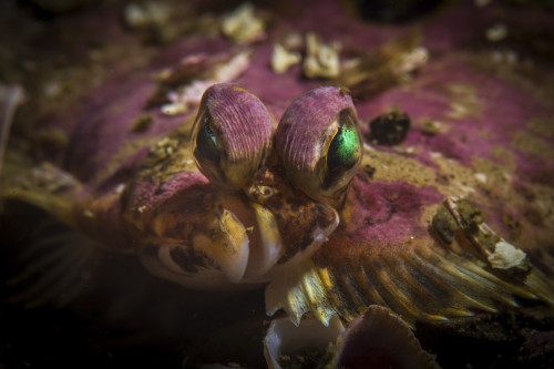 A flatfish portrait, Monterey, California Poster Print by Brook Peterson/Stocktrek Images - Item # VARPSTBRP400188U