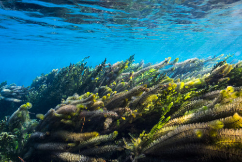 Vegetation sways in the flow of the springs of San Marcos, Texas Poster Print by Jennifer Idol/Stocktrek Images - Item # VARPSTJDL400102U