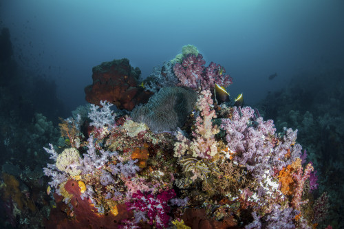 A reef of with soft corals and anemones, Raja Ampat, Indonesia Poster Print by Brook Peterson/Stocktrek Images - Item # VARPSTBRP400078U