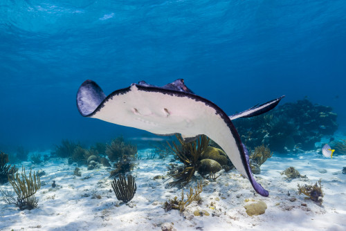 Stingrays in Grand Cayman, Cayman Islands Poster Print by Jennifer Idol/Stocktrek Images - Item # VARPSTJDL400137U