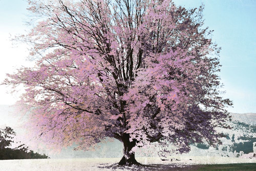 Season of Spring Poster Print by Irene Weisz - Item # VARPDX19103