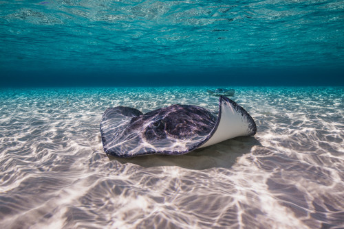 Southern stingrays on the sandbar in Grand Cayman, Cayman Islands Poster Print by Jennifer Idol/Stocktrek Images - Item # VARPSTJDL400134U