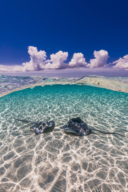 Southern stingrays on the sandbar in Grand Cayman, Cayman Islands Poster Print by Jennifer Idol/Stocktrek Images - Item # VARPSTJDL400135U Southern stingrays on the sandbar in Grand Cayman, Cayman Islands Poster Print by Jennifer Idol/Stocktrek Images - Item # VARPSTJDL400135U