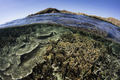 A beautiful and fragile coral reef grows in Komodo National Park, Indonesia Poster Print by Ethan Daniels/Stocktrek Images - Item # VARPSTETH401121U