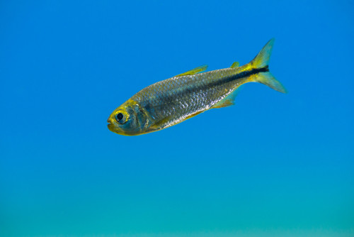 Mexican tetra in Balmorhea Springs State Park, Texas Poster Print by Jennifer Idol/Stocktrek Images - Item # VARPSTJDL400091U