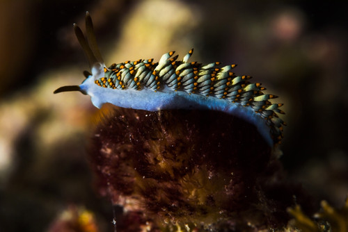 Cuthona nudibranch in Raja Ampat, Indonesia Poster Print by Jennifer Idol/Stocktrek Images - Item # VARPSTJDL400264U