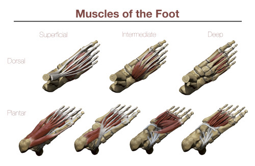 Muscles of the Foot Poster Print by Photon Illustration/Stocktrek Images - Item # VARPSTPHT700045H