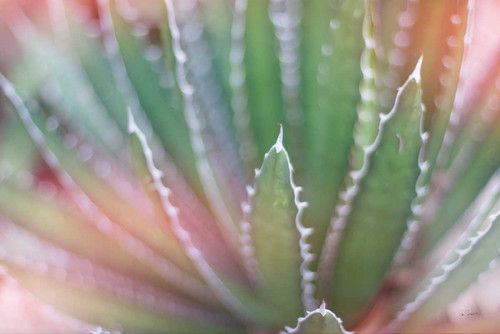 Dream Desert II Poster Print by Sue Schlabach - Item # VARPDX35493
