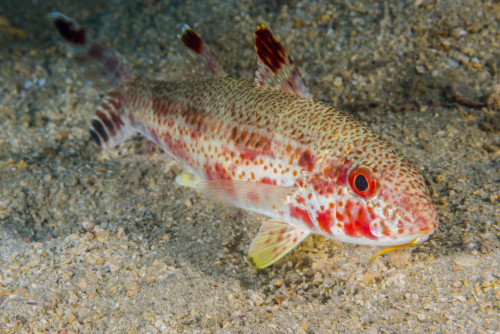Freckled goatfish in Malaysia Poster Print by Jennifer Idol/Stocktrek Images - Item # VARPSTJDL400238U